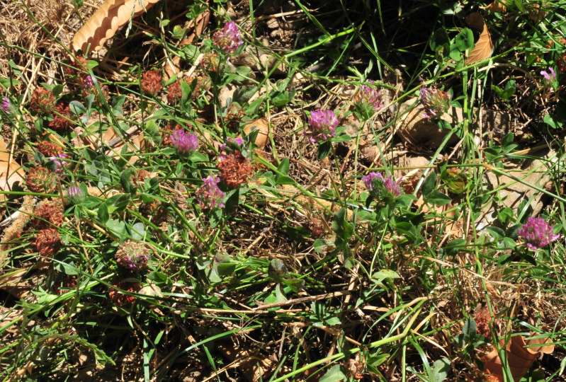 Trifolium pratense